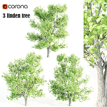 Tall Linden Trees - 9.35m, 9.8m, 10m 3D model image 1 