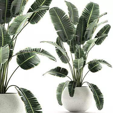 Exotic Banana Palm Collection in White Pot 3D model image 1 
