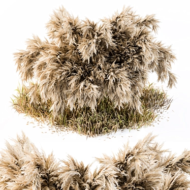 Pampas Bush: A Wild Outdoor Delight 3D model image 1 