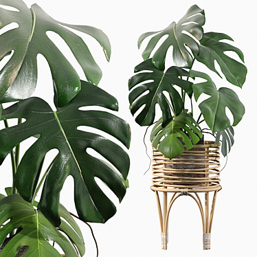 Tropical Monstera - 3D Plants 3D model image 1 