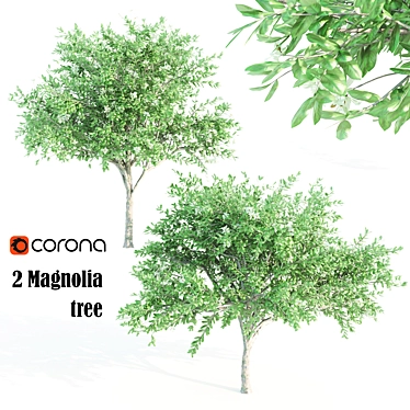 Tall and Graceful: 8.4m and 9.6m Magnolia Trees 3D model image 1 