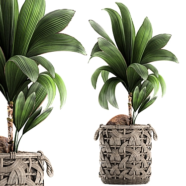 Title: Exotic Coco Collection: Decorative Young Coconut Palm in Rattan Basket 3D model image 1 