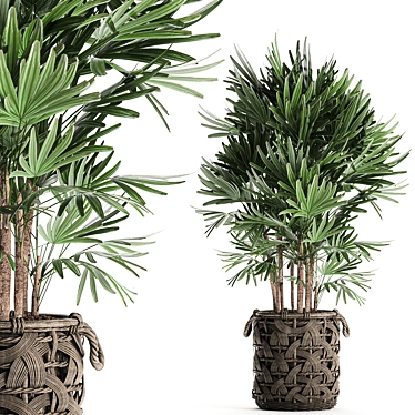 Exotic Raphis Palm: Indoor and Outdoor Decor 3D model image 1 