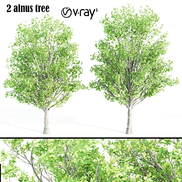 Twin Alnus Trees 17m & 18m 3D model image 1 