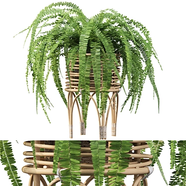 Lush Green Indoor Fern Plant 3D model image 1 
