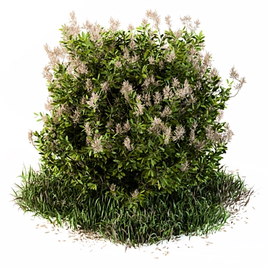 Wild Grass Outdoor Plant - Baccharis Pilularis 47 3D model image 1 