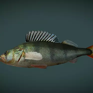  Low Poly 3D River Perch Model 3D model image 1 