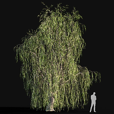 Tall Willow Tree (9.8m) 3D model image 1 