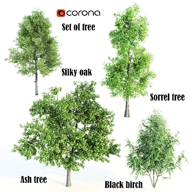 Premium Tree Set: Black Birch, Ash, Silky Oak, Sorrel | Height: 8.4M-11M 3D model image 1 
