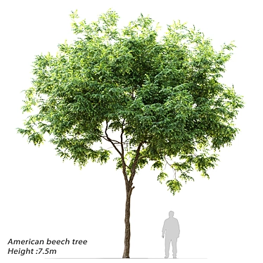  Majestic American Beech Tree 3D model image 1 