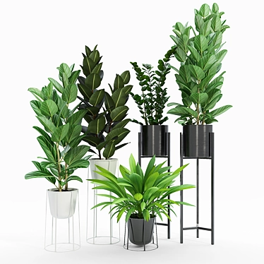 Ficus Set: 3D Models & Textures 3D model image 1 