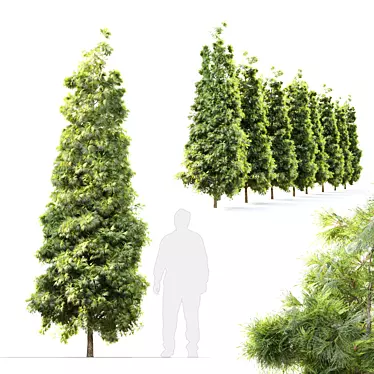 Evergreen Beauty: Pine Tree_3 3D model image 1 