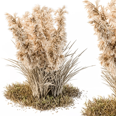 Outdoor Pampas Bush - Wild Grass (52cm) 3D model image 1 