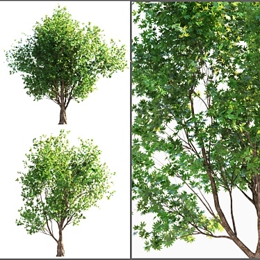 Dual Landscape Tree Set: Render-Ready 3D model image 1 