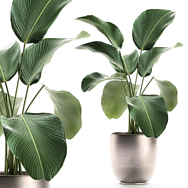 Exotic Plant Collection: Calathea, Ravenala, Strelitzia 3D model image 1 