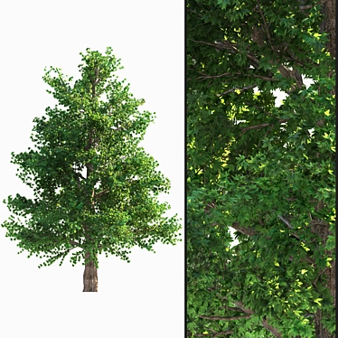 Evergreen Beauty: Corona Render Tree 3D model image 1 