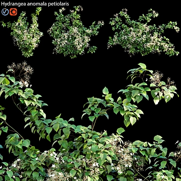 Hydrangea Climbing Plant - 3D Model 3D model image 1 