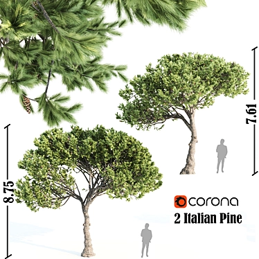 Italian Pine Corona Set 3D model image 1 