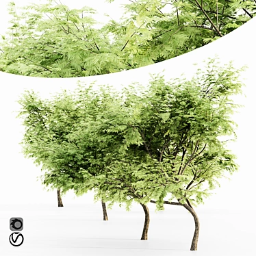 Majestic Thorn Tree Collection 3D model image 1 