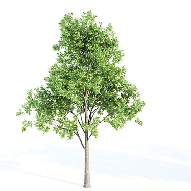 Tall & Majestic: 3 Ash Trees (11.35-13 Meter) 3D model image 1 