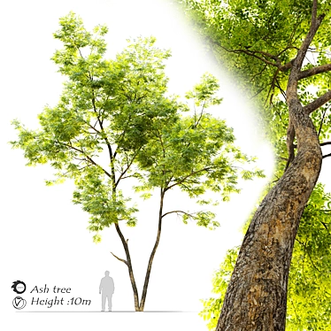 Tall and Majestic Ash Tree 3D model image 1 