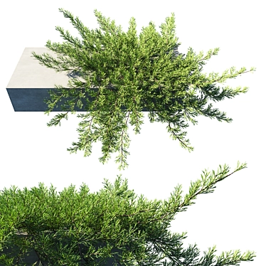 Retaining Wall Juniperus: Horizontalis 3D model image 1 