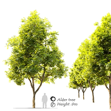 Natural Alder Tree - 9m Height 3D model image 1 