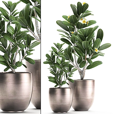 Exotic Plant Collection: Frangipani & Plumeria 3D model image 1 
