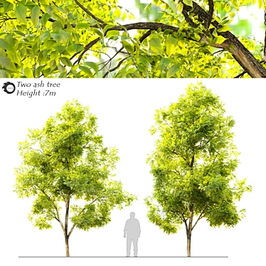 Twin Ash Trees - 7-7.5m Height 3D model image 1 