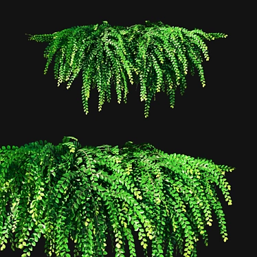 Phyllanthus Cochinchinensis Leaf-flower Creeper 3D model image 1 