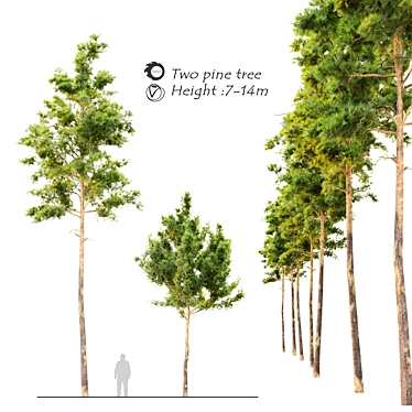 Twin Pine Trees: 7m - 14m 3D model image 1 