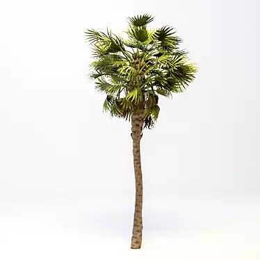 Giant Majesty Palm: 28m Tall 3D model image 1 