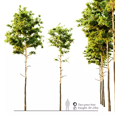 Dual Pine Trees: Height 7m-14m 3D model image 1 