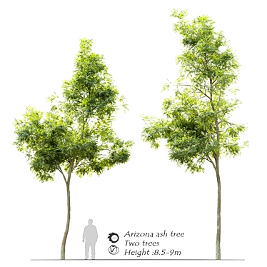  Majestic Arizona Ash Tree: Two Stunning Models! 3D model image 1 