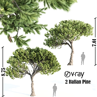 Italian Pine Pair: Elegant & Durable 3D model image 1 