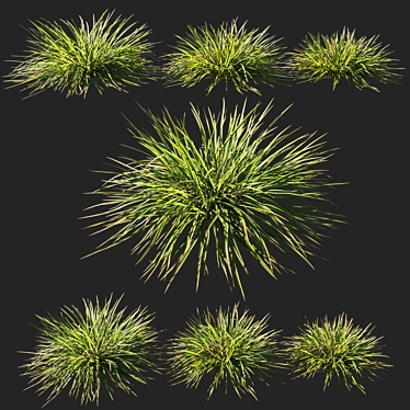 Lush Koeleria Grass 2014 3D model image 1 