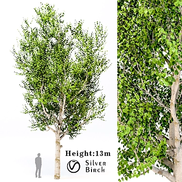 Elegant Silver Birch Tree: 13.5m Height 3D model image 1 