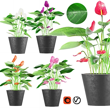 Colorful Anthurium Collection: Coral, Red, White, Purple, Pink 3D model image 1 