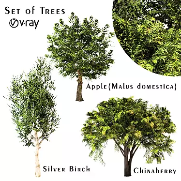 Variety Tree Set: Chinaberry, Silver Birch, Apple 3D model image 1 