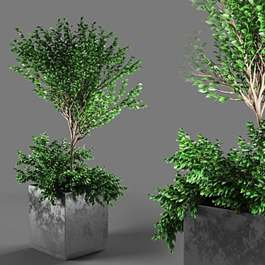 PolyCount Plant112: Unique & Detailed 3D model image 1 