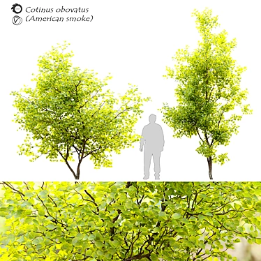 Rare American Smoke Tree - Cotinus Obovatus 3D model image 1 