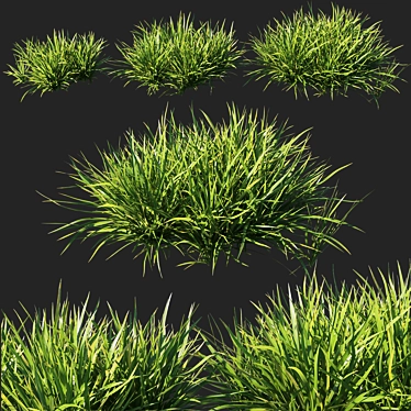 Dietes Grandiflora Grass: Stunning 3D Model 3D model image 1 