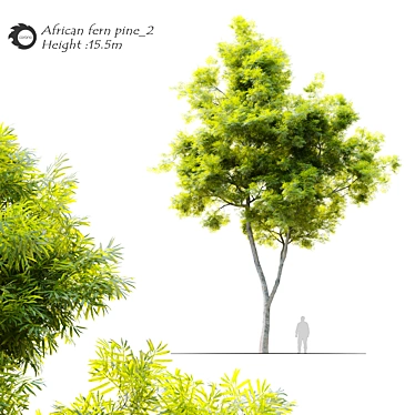 Tall African Fern Pine: Stunning and Detailed 3D model image 1 