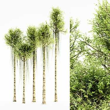 Exquisite Agarwood Tree Collection 3D model image 1 