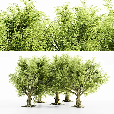  Majestic American Beech Tree Collection 3D model image 1 
