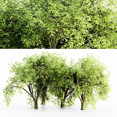  Majestic American Elm Tree Collection 3D model image 1 