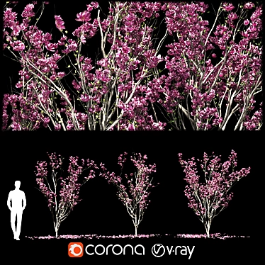 Magnolia Tree 3D Models & Materials 3D model image 1 