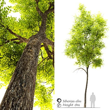 Siberian Elm Tree - 9m Height 3D model image 1 