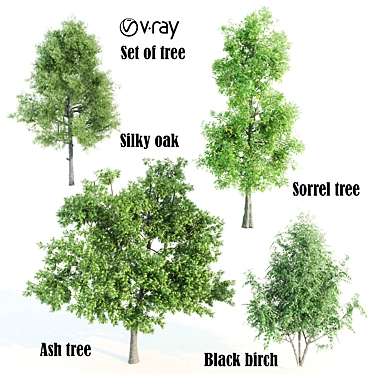 Lush Vray Tree Set: Black Birch, Ash, Silky Oak, Sorrel 3D model image 1 