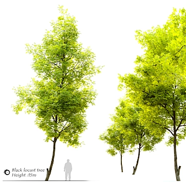 Robust Black Locust Tree: 15m Height 3D model image 1 